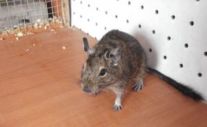 Osmak degu