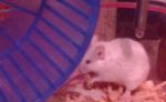 Chs Ham - nová stránka - chov myší