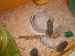 škrečky mláďatká – fotka 4