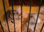 škrečky mláďatká – fotka 3