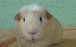 Ušľachtilé morčiatko – fotka 4