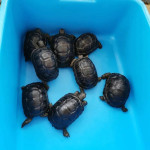 korytnačka aldabra, korytnačka radiata – fotka 2